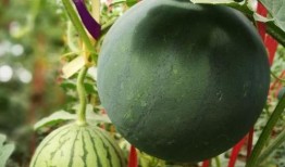 宜家吃瓜视频获取,揭秘家居界的“幕后故事”