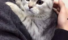 吃瓜视频大全兔子,兔子视角下的趣味世界