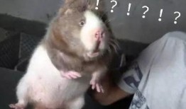 竹鼠吃瓜的视频大全集,瓜田里的欢乐食客大集合