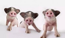 猪吃瓜的配音视频,萌宠趣味横生，笑料百出