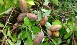 八月瓜壳打碎怎么吃的视频,解锁美味新体验