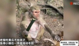 猴子吃大老瓜视频播放