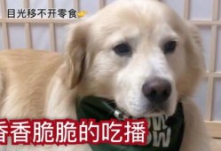 吃瓜小狗的配音视频,萌态可掬，笑料百出