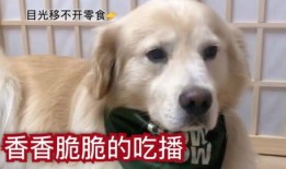 吃瓜小狗的配音视频,萌态可掬，笑料百出