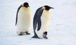 企鹅君吃瓜视频,揭秘娱乐圈幕后真相