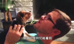 狗打架吃瓜视频播放大全,盘点热门狗狗打架吃瓜视频大全