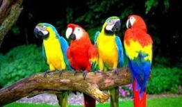 鹦鹉吃瓜看戏视频大全集,趣味横生的鹦鹉吃瓜视频集锦