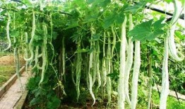 吃蛇瓜的视频在线观看,视频揭秘其独特魅力与食用方法