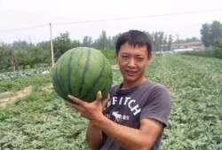 安徽砀山县吃瓜事件视频,一场引发热议的乡村奇观