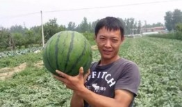 安徽砀山县吃瓜事件视频,一场引发热议的乡村奇观