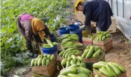 济宁微山吃瓜新闻视频,一场别开生面的夏日盛宴
