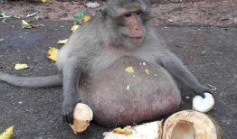 吃梨瓜变成猴子视频大全,吃梨瓜变猴，揭秘神奇变身之谜