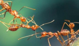 蚂蚁吃瓜手工制作视频教程,轻松制作可爱瓜果造型