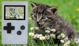 猫咪吃瓜收纳游戏视频教程,趣味互动，打造整洁猫窝