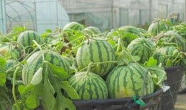 吃瓜网络素材视频,趣味横生，笑料百出