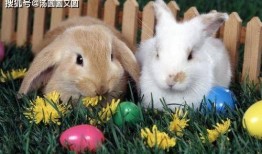 兔子吃瓜拉稀怎么办视频,兔子拉稀瓜食过量应对攻略