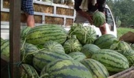 宁德吃瓜视频号,揭秘当地美食与趣事