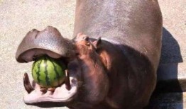 河马哥吃瓜视频,揭秘娱乐圈幕后真相