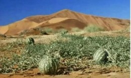 沙漠吃瓜搞笑视频,吃瓜搞笑视频带你领略沙漠风情