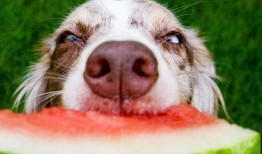 狗打架吃瓜视频播放大全,盘点热门狗狗打架吃瓜视频大全