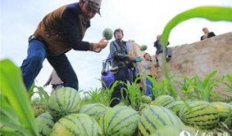 安徽砀山县吃瓜事件视频,一场引发热议的乡村奇观