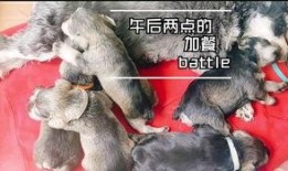 会吃瓜的小狗故事视频,趣味横生的故事视频