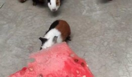 小家伙吃瓜视频,萌娃趣味瞬间，萌态可掬引网友热议