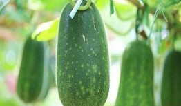 什么瓜吃的健康最多呢视频,吃瓜达人必看！哪种瓜最健康？