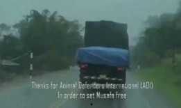 动物吃瓜视频合集,动物吃瓜视频合集趣味盘点