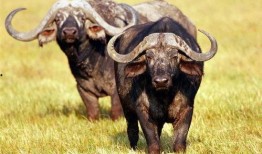 青海牛多多的吃瓜视频,揭秘草原上的欢乐时光