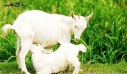 小羊的吃瓜视频大全,欢乐时光，尽享瓜界盛宴