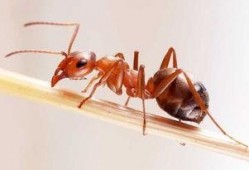 蚂蚁吃瓜手工制作视频教程,轻松制作可爱瓜果造型