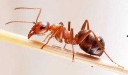 蚂蚁吃瓜手工制作视频教程,轻松制作可爱瓜果造型