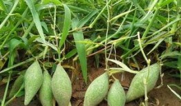 地梢瓜能做什么菜吃呢视频,创意家常菜制作指南