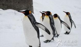 企鹅君吃瓜视频,揭秘娱乐圈幕后真相