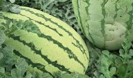 青龙瓜怎么吃的多呢视频,一招让你吃得多！