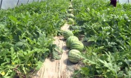 盐城最新吃瓜事件视频,视频揭秘惊人真相