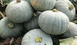 火银瓜的种子可以吃吗视频,揭秘可食用之谜