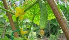 田净植吃瓜视频