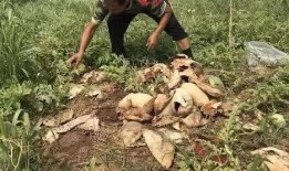 临沧吃瓜事件视频最新,一场网络热议背后的真相揭秘