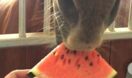 吃瓜的时候拍视频