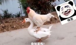 大鹅吃瓜视频真实的故事,一场意外引发的乡村奇闻