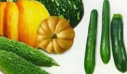 济宁微山吃瓜新闻视频,一场别开生面的夏日盛宴