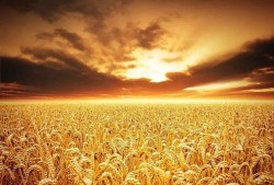 稻田吃瓜写真视频素材下载,揭秘稻田吃瓜写真视频的诱人魅力