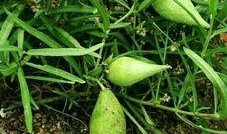 地梢瓜能做什么菜吃呢视频,创意家常菜制作指南