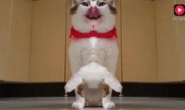 猫咪吃洋瓜视频,萌宠尝鲜记