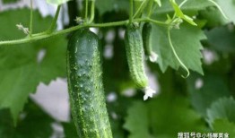 大家在哪看的吃瓜视频,吃瓜视频的聚集地大盘点