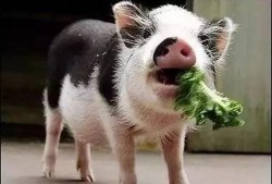 小猪吃羊角瓜视频教程,轻松学会制作美味瓜果视频教程
