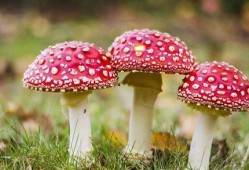 黑料网吃瓜蘑菇视频下载,揭秘热门视频背后的秘密