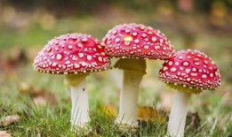 黑料网吃瓜蘑菇视频下载,揭秘热门视频背后的秘密